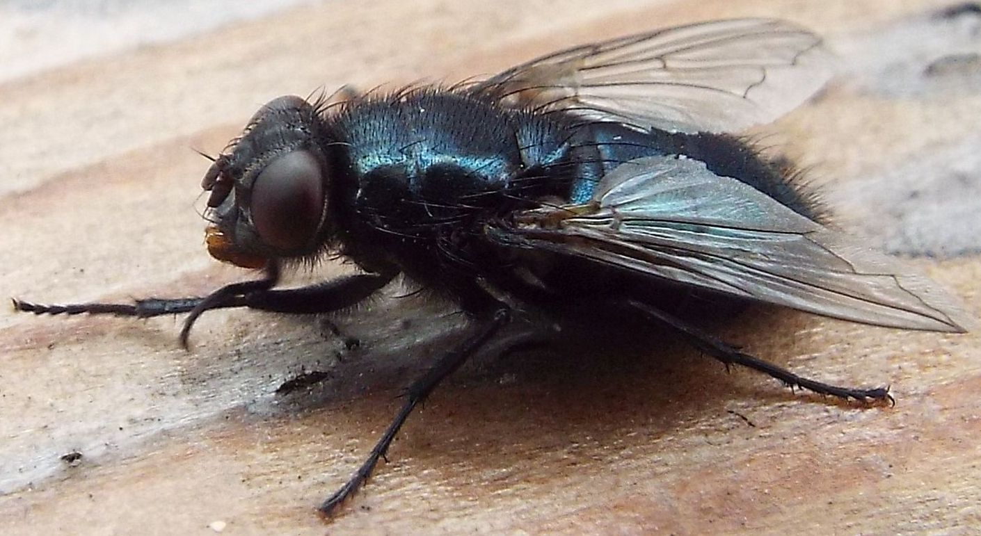 Mosca blu: Protophormia terraenovae (Calliphoridae)